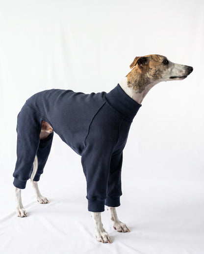 A greyhound dog wearing a navy blue ribbed knit pet sweater, standing in profile against a white studio background.
